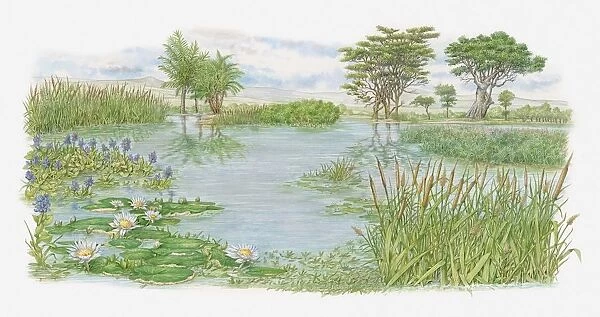 Illustration of trees, water lilies and bulrushes surrounding lake on Kenyas lush plains