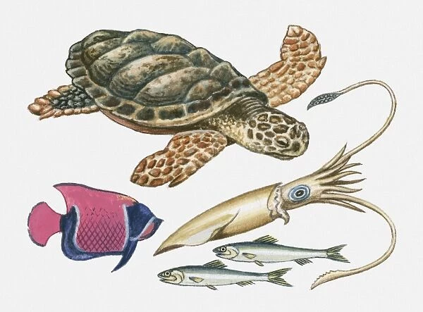 Illustration of turtle, squid, sardines and angel fish