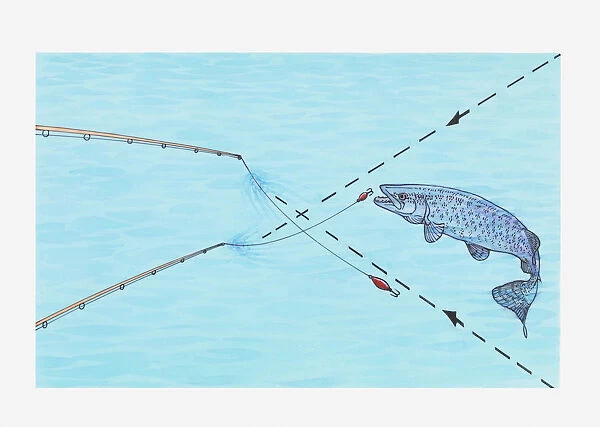 Illustration of using two-lure trick to catch Muskie fish