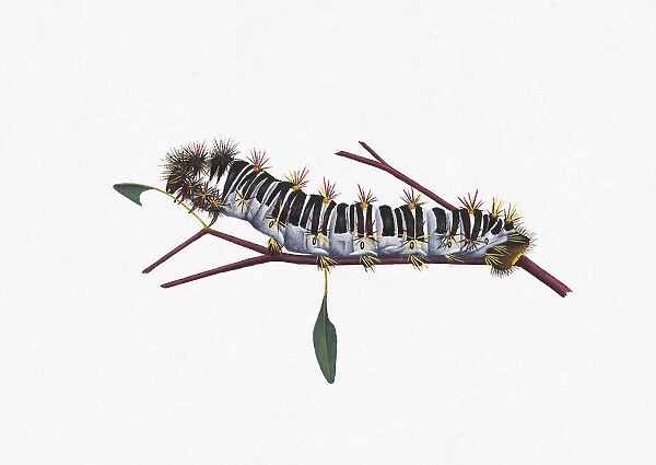 Illustration of White Stemmed Gum Moth (Chelepteryx collesi) caterpillar on stem