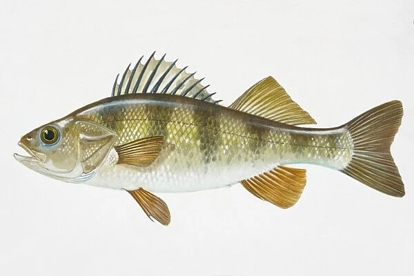 Illustration of Yellow Perch (Perca flavescens), North American freshwater fish