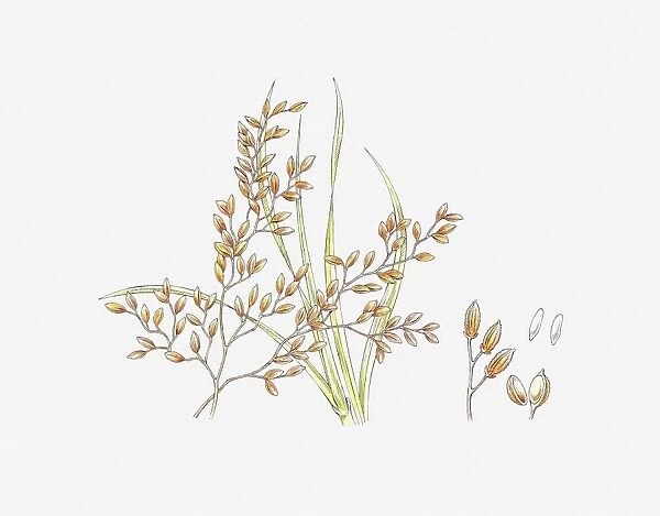 Illustration of Zizania (Wild Rice) and seeds