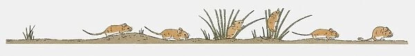 Image sequence illustration of field mice in search of food