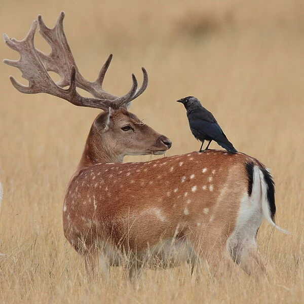 Impassive. Fallow Deer stag in velvet antlers with Jackdaw companion