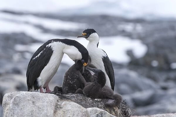 Imperial Shags or Antarctic Cormorants -Phalacrocorax atriceps-, pair feeding their chicks, Jougla Point, Port Lockroy, Antarctic Peninsula, Antarctica