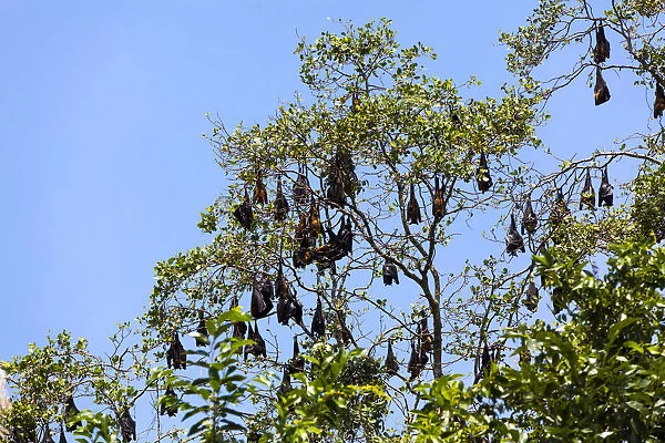 Indian Flying Foxes -Pteropus giganteus-, colony at roost, nature reserve near Godahena, Galle region, Southern Province, Sri Lanka
