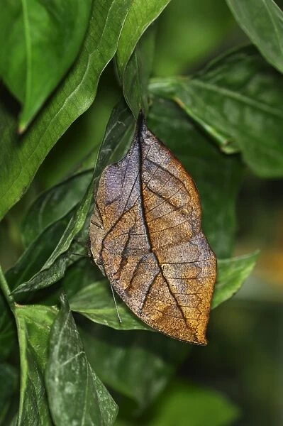 Indian or Malayan Leafwing Butterfly -Kallima paralekta-, the closed wings mimic the shape and color of a withered leaf perfectly