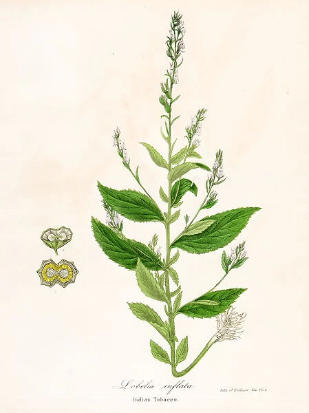 Indian tobacco botanical engraving 1843