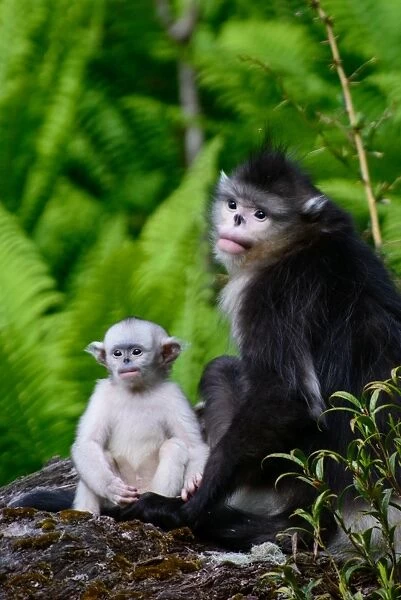 Infant Black Snub-Nosed Monkey and Mother