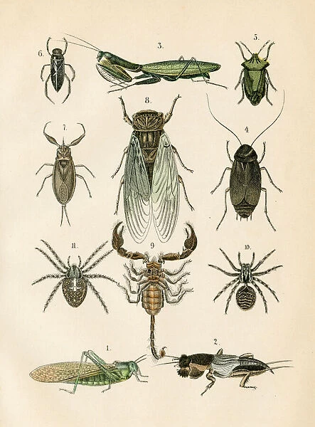 Insects: spider, mantis, cockroach, scorpion engraving 1872
