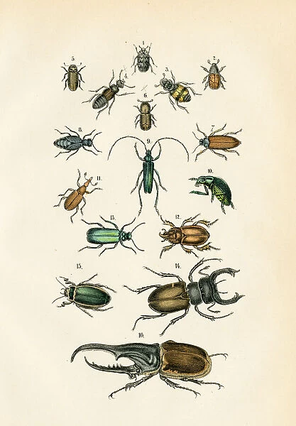 Insects: stag, rhinoceros beetle, oil beetle, hercules beetle engraving 1872