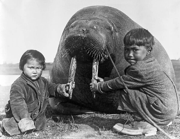 Inuits And Walrus