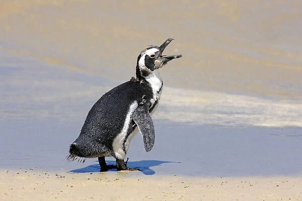 Jackass Penguin, Black-footed Penguin or African Penguin -Spheniscus demersus-, juvenile, calling on the beach, Boulder, Simons Town, Western Cape, South Africa