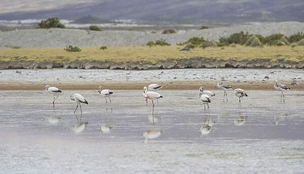 Jamess flamingo -Phoenicoparrus jamesi-, Putre, Arica y Parinacota Region, Chile