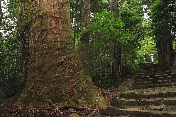 Japan, Wakayama, Kumano Kodo, Daimonzaka Slope, Stepped walkway in forest