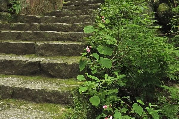Japan, Wakayama, Kumano Kodo, Plants growing beside stone steps