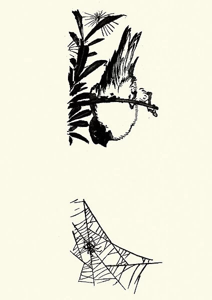 Japanese Art, Sketch of a Bird and spider
