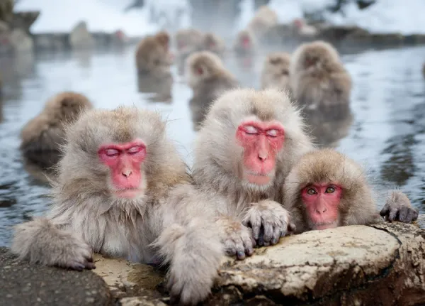 Japanese Snow Monkeys