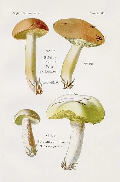Jersey cow mushroom 1891