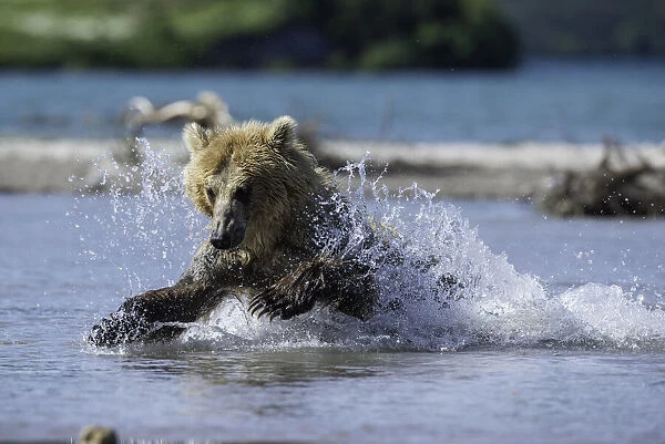 Kamchatka Brown Bear Hunting