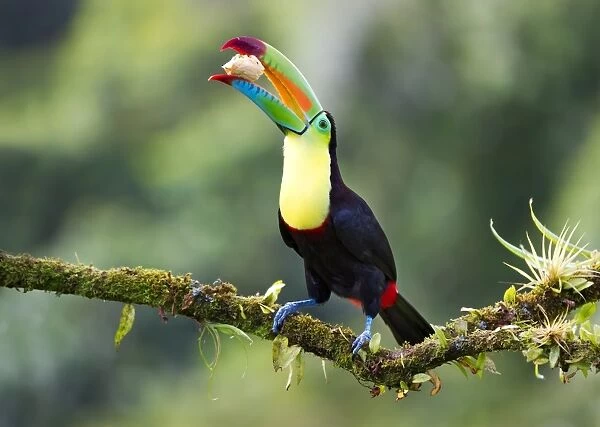 Keel-billed toucan with banana