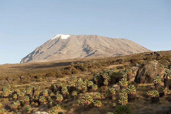 Kibo Peak, extinct volcano, forest of Giant Groundsel -Dendrosenecio Kilimanjari-, Kilimanjaro National Park, Marangu Route, Tanzania, East Africa, Africa