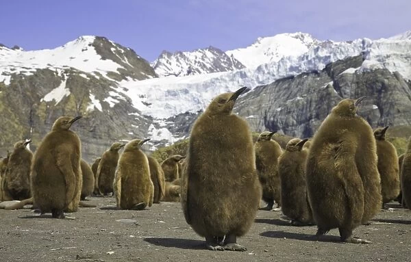 King penguin chicks in colony on beach