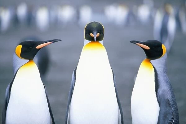 King Penguins (Aptenodytes patagonicus) close-up