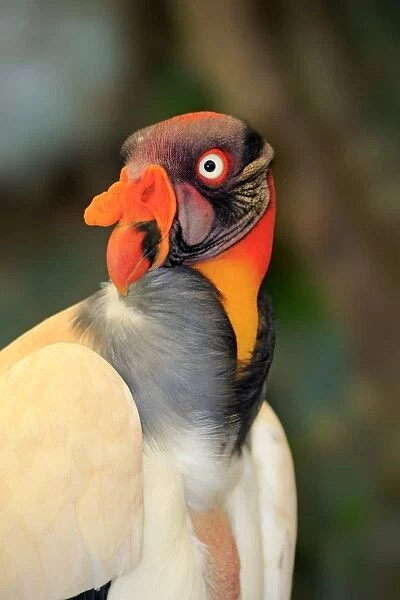 King Vulture -Sarcoramphus papa-, adult, native to South America, captive
