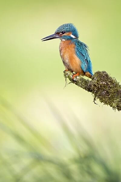 Kingfisher -Alcedo atthis-, male on perch, Middle Elbe, Saxony-Anhalt, Germany