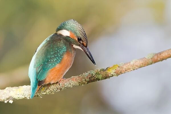 Kingfisher -Alcedo atthis- perched on a branch, North Hesse, Hesse, Germany