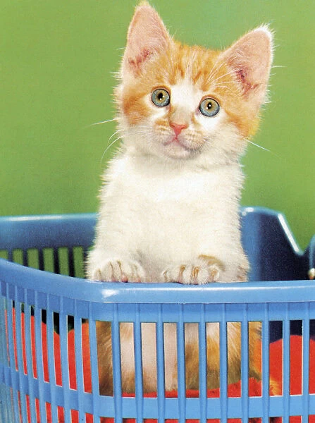 Kitten in Basket