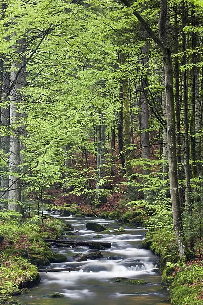 Kleine Ohe or Schollnach stream, Bavarian Forest National Park, Bavaria, Germany