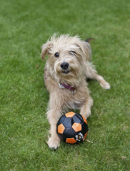 Kromfohrlaender and Irish Terrier playing with a ball