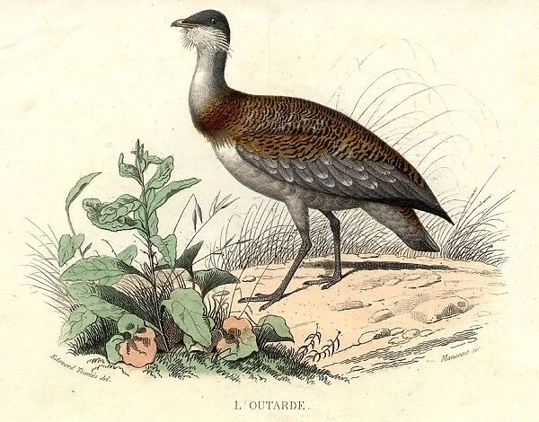 L Outarde. circa 1900: The Bustard, a bird of the Otis genus, ranked with cranes