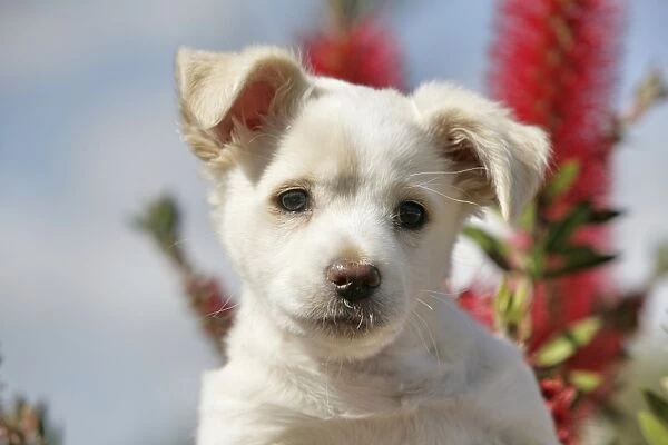 Labrador crossbreed pup, portrait