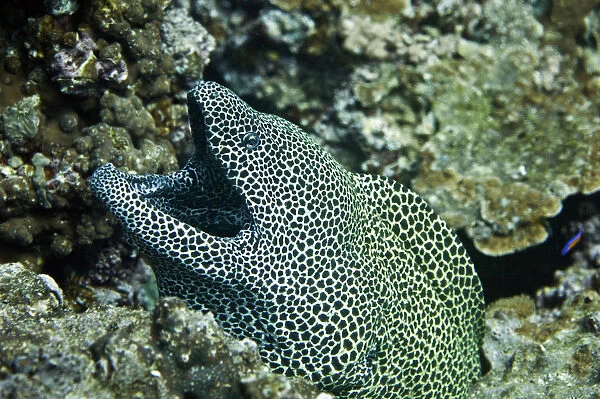 Laced Moray -Gymnothorax favagineus-, Gulf of Oman, Oman