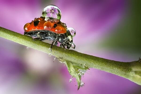 Ladybird on stem