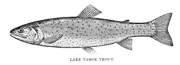 Lake tahoe trout engraving 1898
