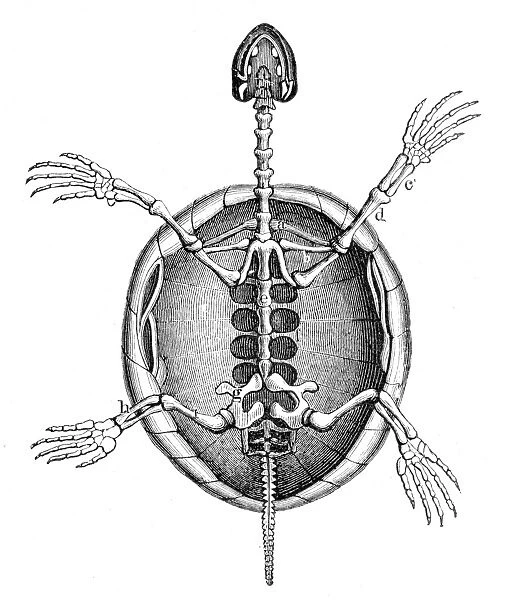 Land turtle skeleton engraving 1888