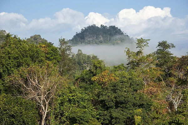 Landscape with mist, forest, jungle, northern Thailand, Thailand, Asia