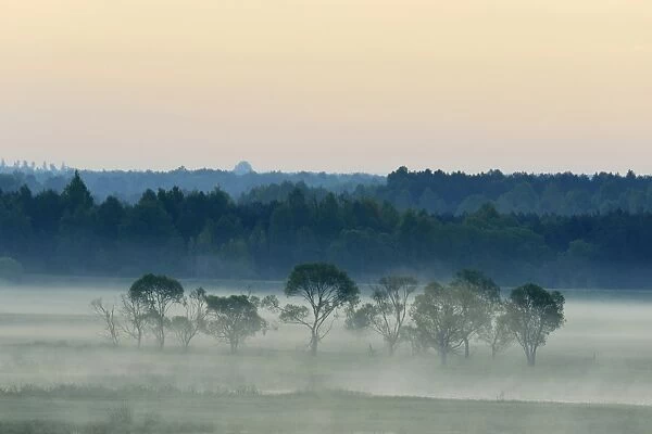 Landscape in morning mist, Biebrza National Park, Podlaskie Voivodeship, Poland