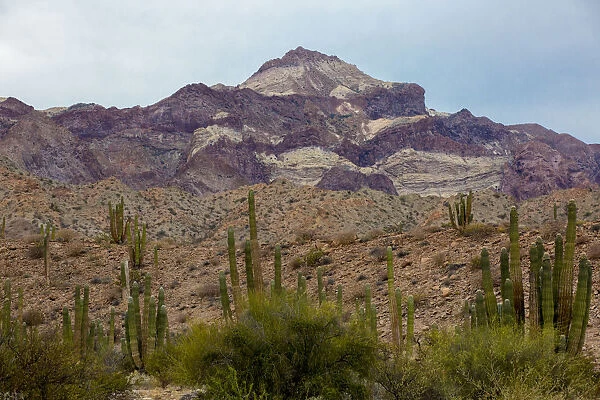 Landscape with mountain and cactus, Angel de la Guarda Island, Baja California, Sea of Cortez, Mexico