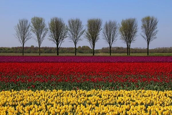 Landscape with tulips in spring, Netherlands