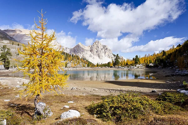 Larch tree in autumnal colours at Schottersee Lake, Mt Pareispitze or Col Bechei at back, Fanes-Sennes Nature Park, Alta Pustaria valley above Perdue, Dolomites, South Tyrol, Italy, Europe