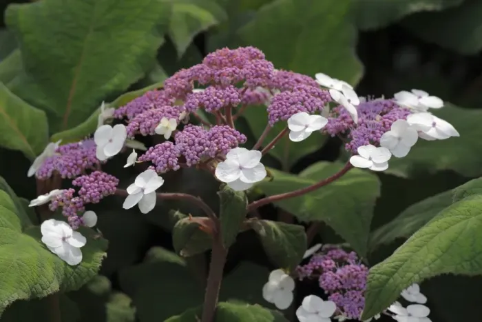 Framed Print : Large-leaved scabrous Hydrangea Print - Hydrangea aspera Macrophylla Framed Print : Large-leaved scabrous Hydrangea Print - Hydrangea aspera Macrophylla