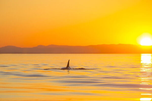 Large male Orca Whale (Orcinus orca) in Haro Strait near San Juan Island at sunset, Washington State, USA