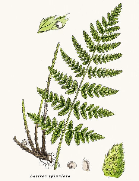 Lastrea spinulosa fern