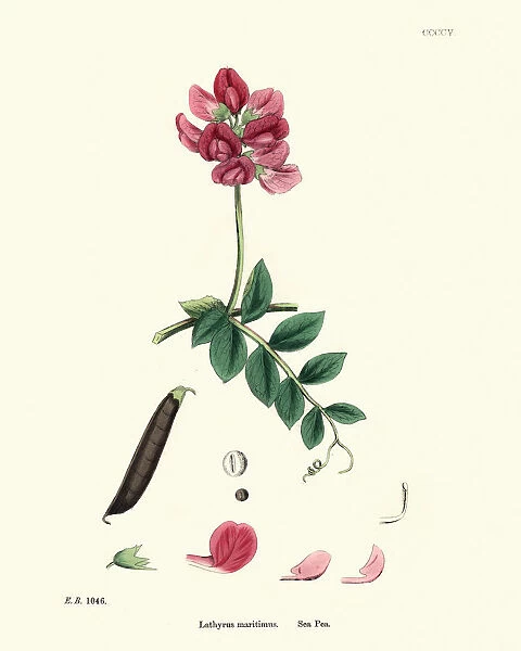 Lathyrus maritimus, sea pea, beach pea, 19th Century floral print