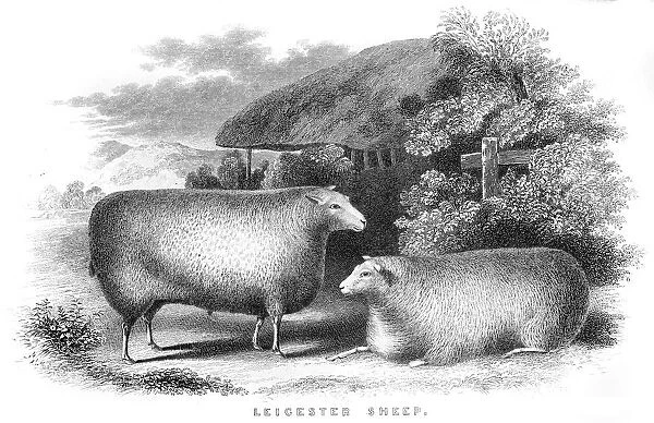 Leicester sheeps engraving 1850